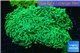 Euphyllia ancora green 7-12 cm WYSIWYG acclimaté