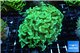 Euphyllia paraancora green 4-7 cm WYSIWYG acclimaté