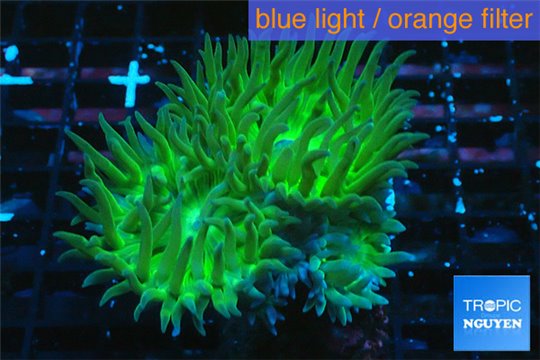 Duncanopsammia neon green 5-8 cm WYSIWYG acclimaté