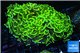 Euphyllia ancora neon green 7-12 cm WYSIWYG acclimaté