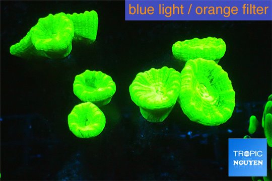 Caulastrea neon green 7-10 polyps WYSIWYG acclimaté
