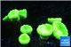 Caulastrea neon green 7-10 polyps WYSIWYG acclimaté