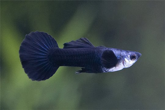 Guppy mâle elephant ear black jack premium 3,5-4 cm