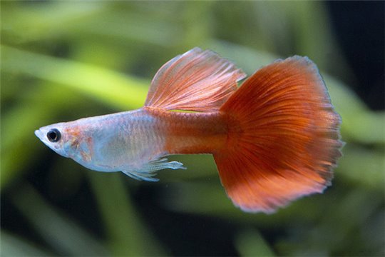 Guppy lazuri red hight dorsal 3,5-4 cm