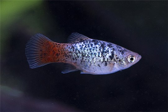 Platy calico 3-3,5 cm