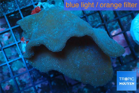 Sponge orange 7-10 cm WYSIWYG acclimaté