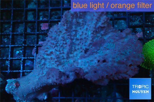 Sponge orange 10-14 cm WYSIWYG acclimaté