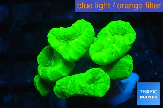 Caulastrea neon green 6-8 polyps WYSIWYG acclimaté