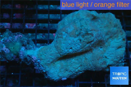 Sponge orange 7-10 cm WYSIWYG acclimaté
