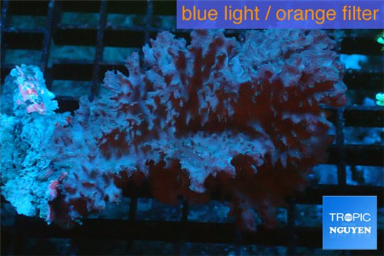 Sponge orange 10-14 cm WYSIWYG acclimaté