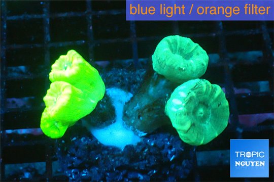 Caulastrea green + Caulastrea neon green 4-5 polyps WYSIWYG acclimaté