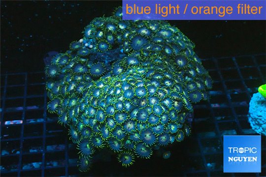 Zoanthus mix color premium 9-15 cm WYSIWYG acclimaté