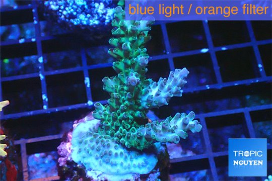 Acropora green blue Indonesia 3-5 cm WYSIWYG acclimaté