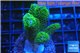 Stylophora neon green 3-5 cm WYSIWYG acclimaté