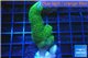 Stylophora neon green 3-5 cm WYSIWYG acclimaté