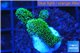Stylophora neon green 2-4 cm WYSIWYG acclimaté