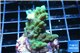Acropora green purple premium 2-4 cm WYSIWYG acclimaté