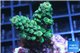 Acropora green 2-3 cm WYSIWYG acclimaté