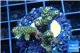 Acropora millepora frags 3-5 cm WYSIWYG acclimaté