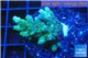 Acropora green & golden polyps 3-4 cm WYSIWYG acclimaté