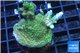Acropora green 3-5 cm WYSIWYG acclimaté