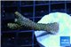 Acropora millepora frags 3-4 cm WYSIWYG acclimaté