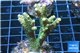 Acropora millepora orange green 4-6 cm WYSIWYG acclimaté