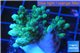 Acropora green frags 3-4 cm WYSIWYG acclimaté