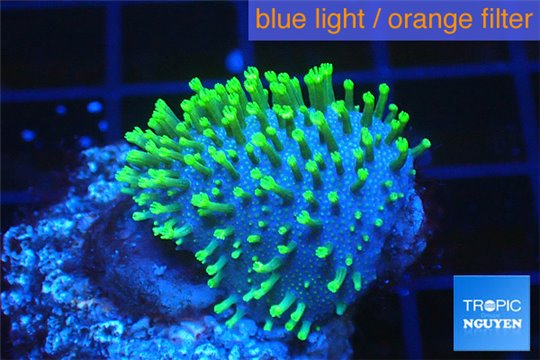 Sarcophyton full neon green polyps Australia 2-3 cm WYSIWYG acclimaté