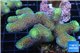 Stylophora neon green 6-7 cm WYSIWYG acclimaté