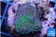 Acropora green purple australia premium 2-4 cm WYSIWYG acclimaté