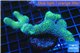 Stylophora neon green 6-9 cm WYSIWYG acclimaté