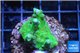 Acropora green 2-3 cm WYSIWYG acclimaté