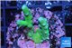 Acropora purple green premium 2-3 cm WYSIWYG acclimaté