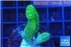 Stylophora neon green 2-3 cm WYSIWYG acclimaté