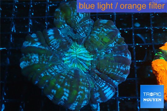 Cynarina green blue 4-8 cm WYSIWYG acclimaté