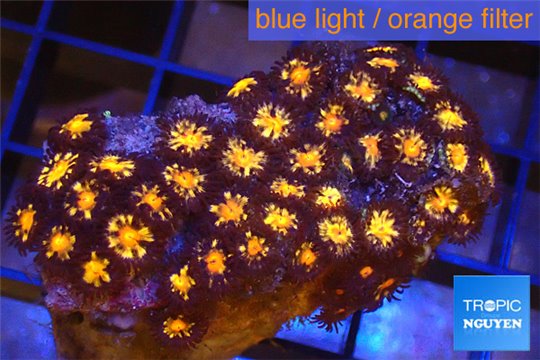 Zoanthus orange fusion 3-5 cm WYSIWYG acclimaté