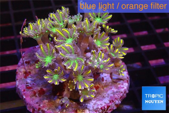 Clavularia papaya orange neon green 8-12 cm WYSIWYG acclimaté