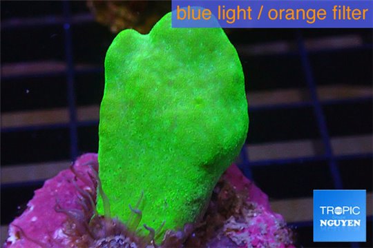 Psammocora neon green 3-5 cm WYSIWYG acclimaté