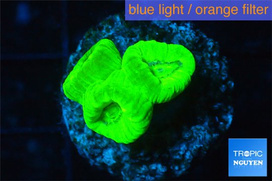 Caulastrea neon green 3 polyps WYSIWYG acclimaté