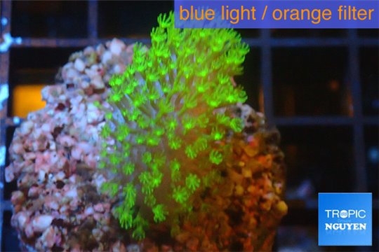 Sarcophyton full neon green polyps Australia 2-3 cm WYSIWYG acclimaté