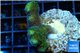 Stylophora neon green 2-4 cm WYSIWYG acclimaté