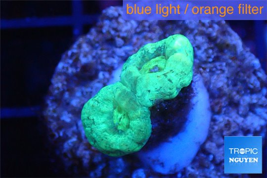Caulastrea green 2 polyps WYSIWYG acclimaté