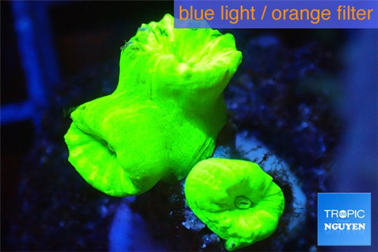 Caulastrea neon green 3 polyps WYSIWYG acclimaté