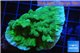 Merulina green 4-5 cm WYSIWYG acclimaté