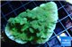 Merulina green 4-5 cm WYSIWYG acclimaté