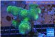 Stylophora neon green 5-6 cm WYSIWYG acclimaté