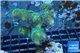 Stylophora neon green 5-6 cm WYSIWYG acclimaté