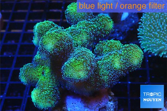 Stylophora neon green 5-7 cm WYSIWYG acclimaté