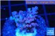 Acropora Fijii full purple 2-3 cm WYSIWYG acclimaté